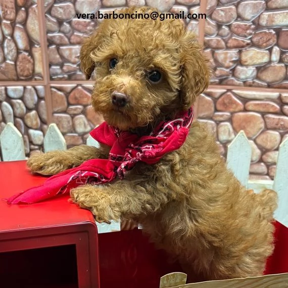 Cuccioli di barboncino nano disponibili i piccoli verranno ceduti dopo i 70 giorni dalla nascita  c