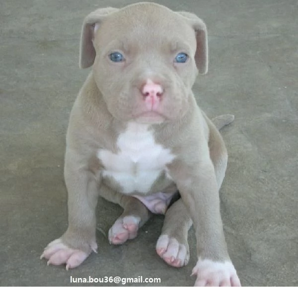  Regalo Cuccioli pitbull Disponibili bellissimi cuccioli di pitbull genitori visibili i cuccioli s