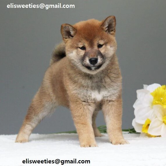  REGALO Cuccioli Shiba Inu cuccioli Shiba Inu maschio e femmina disponibile Tutti i documenti sono 