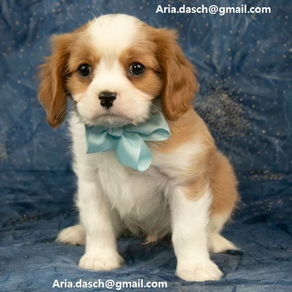 regalo cavalier king cuccioli meravigliosi   nati in casa da nostri esemplari ipertipici carattere 