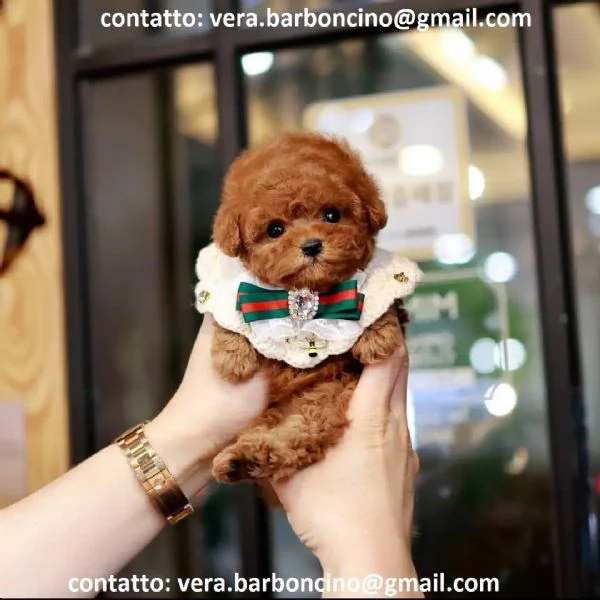  Cuccioli di barboncino nano disponibili i piccoli verranno ceduti dopo i 70 giorni dalla nascita  