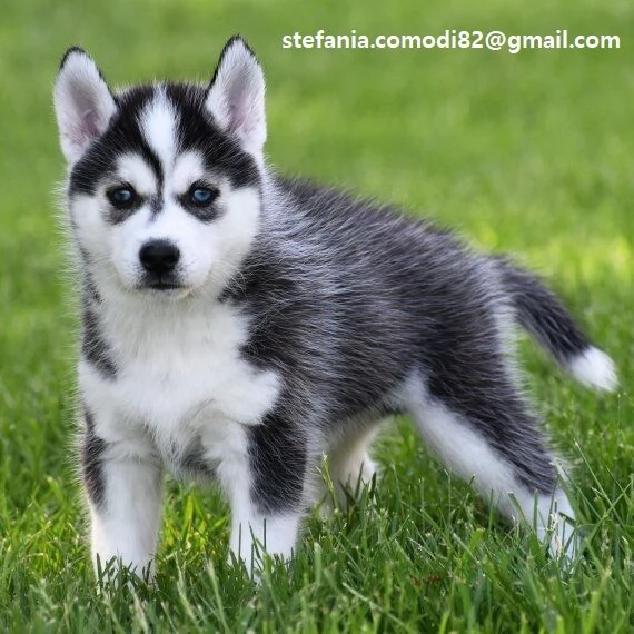 Regalo Siberian Husky cuccioli maschio e femmina contattaci tramite lindirizzo email presente sull