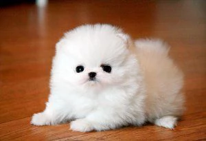 Vendita meraviglioso cuccioli di pomeranian