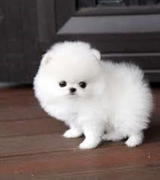 Cuccioli Volpino di Pomerania Spitz con pedigree