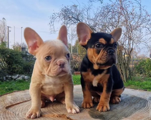 regalo cuccioli di bulldog francese maschi e femmine | Foto 1