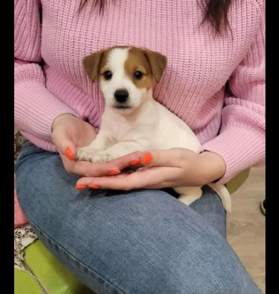 regalo cuccioli di Jack Russel maschi e femmine | Foto 1