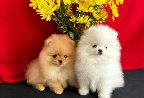 regalo cuccioli di Pomerania maschi e femmine