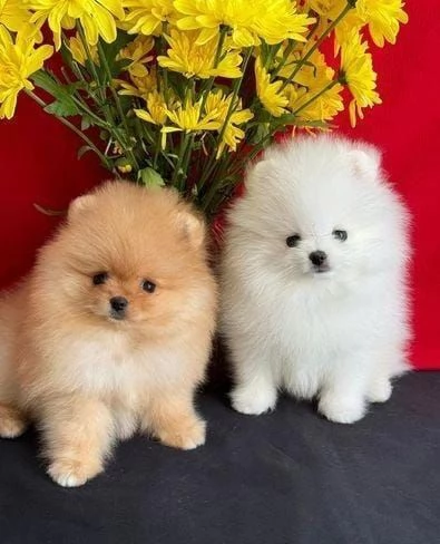 regalo cuccioli di Pomerania maschi e femmine | Foto 2