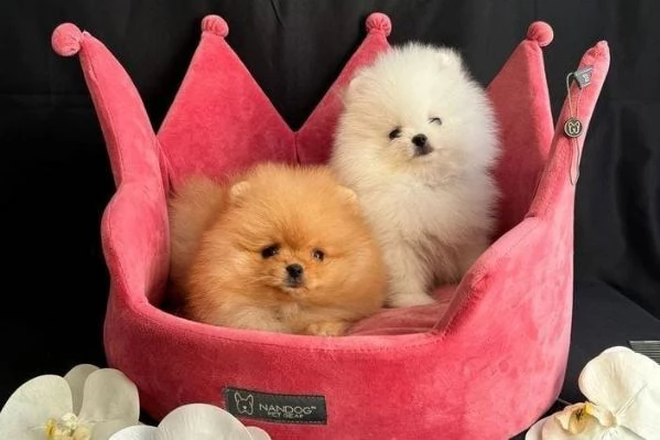 regalo cuccioli di Pomerania maschi e femmine | Foto 0