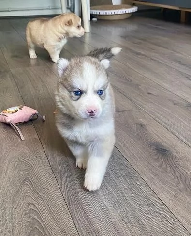 regalo cuccioli di husky maschi e femmine | Foto 2