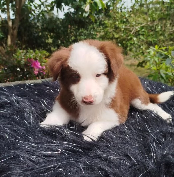 Regalo cuccioli di Border Collie maschi e femmine | Foto 2