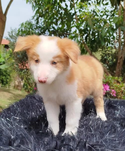 Regalo cuccioli di Border Collie maschi e femmine | Foto 0