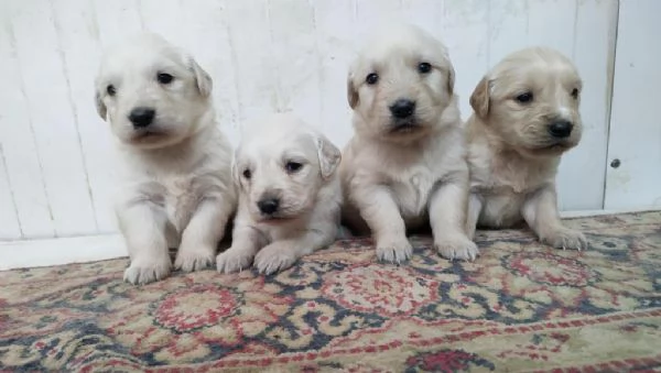 Regalo cuccioli di Golden Retriever maschi e femmine | Foto 2