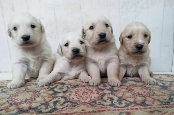 Regalo cuccioli di Golden Retriever maschi e femmine | Foto 1