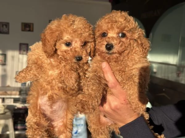 regala cuccioli di barboncino maschi e femmine | Foto 2