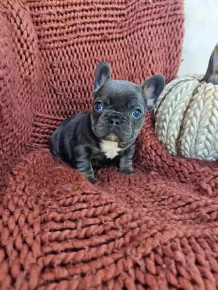 regalo cuccioli di bulldog francese maschi e femmine | Foto 0