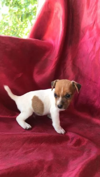 regalo cuccioli di Jack Russel maschio e femmina | Foto 0