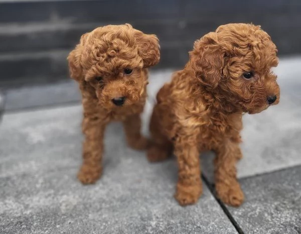 regala cuccioli di barboncino maschi e femmine | Foto 1