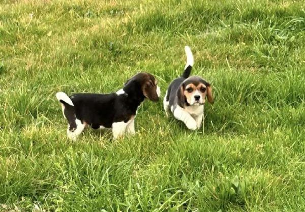 regala cuccioli di beagle maschi e femmine | Foto 2