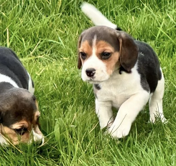 regala cuccioli di beagle maschi e femmine