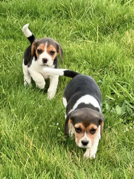 regala cuccioli di beagle maschi e femmine | Foto 0