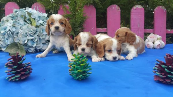 regalo cuccioli di Cavalier King maschi e femmine | Foto 1