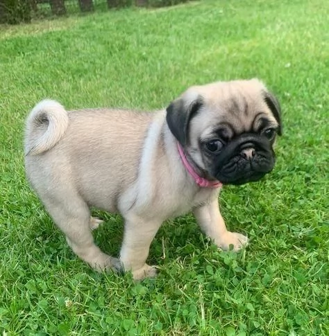 regalo cuccioli di carlino maschi e femmine | Foto 2