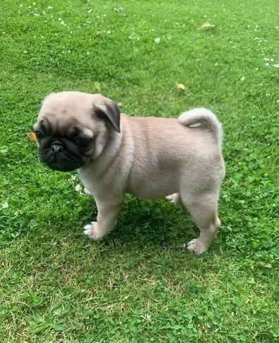 regalo cuccioli di carlino maschi e femmine | Foto 1