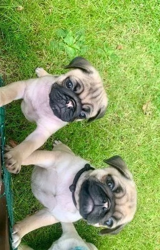 regalo cuccioli di carlino maschi e femmine | Foto 0