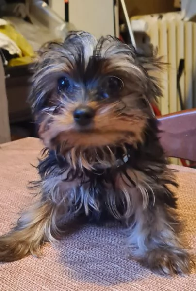 Yorkshire Terrier Toy | Foto 0