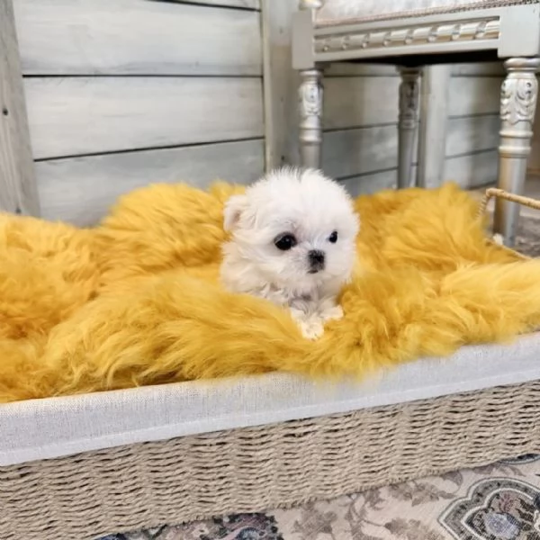 Cucciolo maltese in adozione