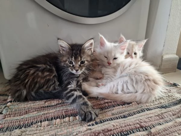 Vendita cuccioli main coon con pedigree da compagnia 