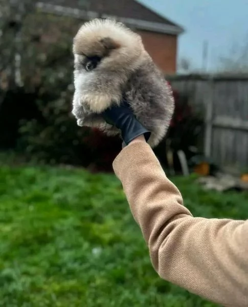 regalo Bellissimi cuccioli di Pomerania in adozione