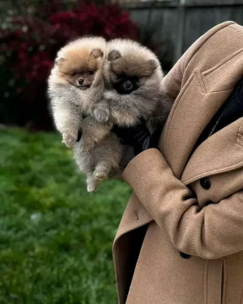 regalo Bellissimi cuccioli di Pomerania in adozione | Foto 2