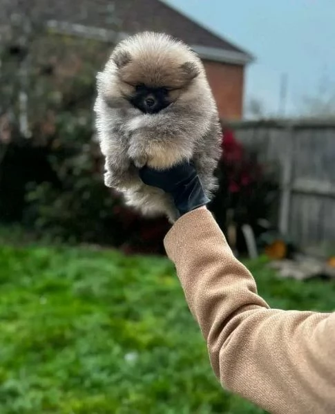 regalo Bellissimi cuccioli di Pomerania in adozione | Foto 1