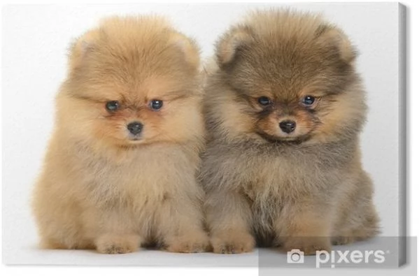 regalo Bellissimi cuccioli di Pomerania in adozione | Foto 0