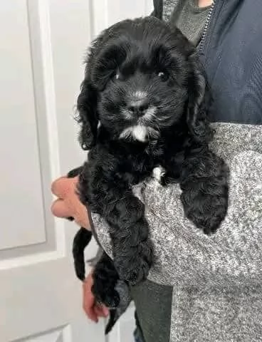 regalo adorabili cuccioli di cavapoo in adozione | Foto 3