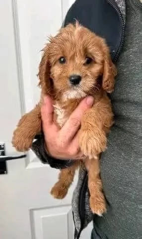 regalo adorabili cuccioli di cavapoo in adozione | Foto 2