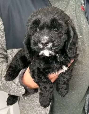 regalo adorabili cuccioli di cavapoo in adozione | Foto 1