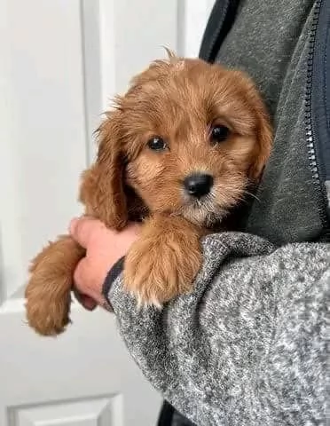 regalo adorabili cuccioli di cavapoo in adozione | Foto 0