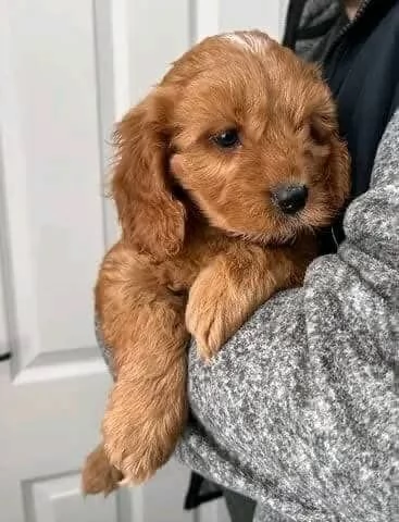 regalo adorabili cuccioli di cavapoo in adozione