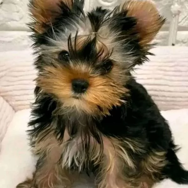 regalo cuccioli di yorkshire terrier in adozione | Foto 4