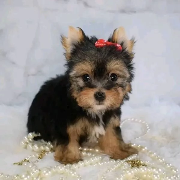 regalo cuccioli di yorkshire terrier in adozione | Foto 2