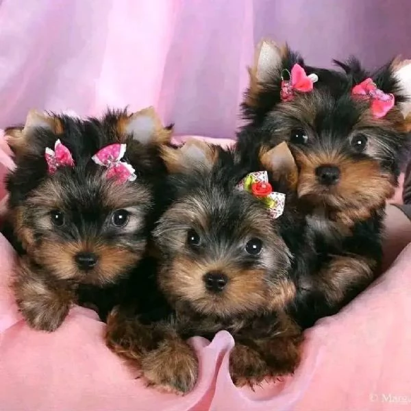 regalo cuccioli di yorkshire terrier in adozione | Foto 1