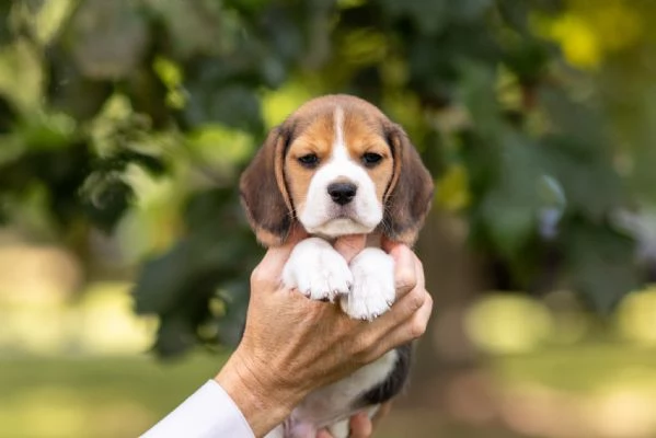 Dolci cuccioli di Beagle maschi e femmine | Foto 0