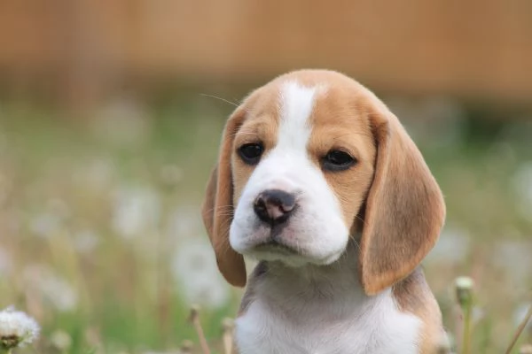 CUCCIOLI DI BEAGLE | Foto 0