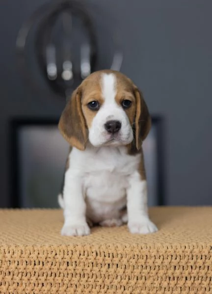 Beagle maschi e femmine