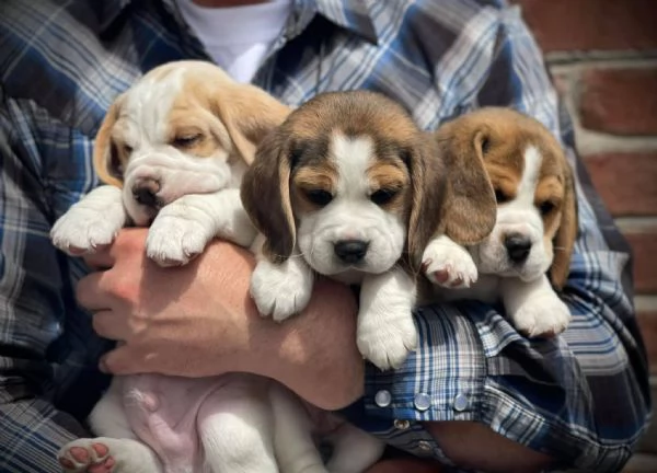 Cuccioli beagle maschi femmine