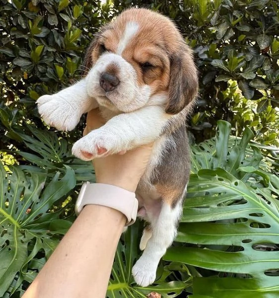 CUCCIOLI DI BEAGLE