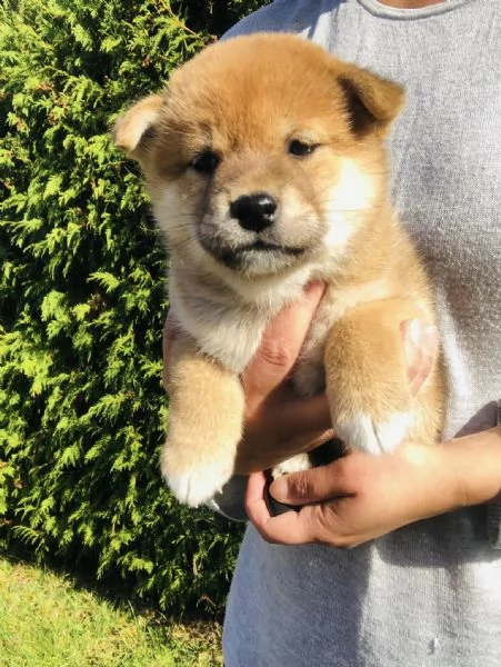 Disponibili due cucciole Shiba Inu | Foto 0